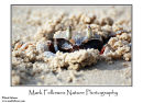 Ghost crab Ocypodae sp. 